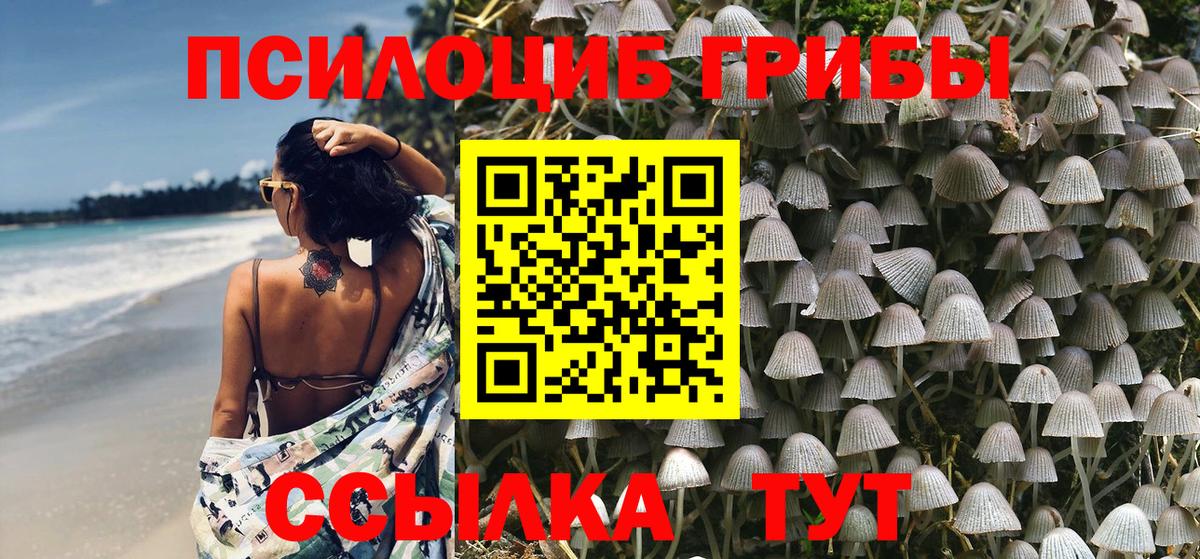 Псилоцибиновые грибы Psilocybe Карасук